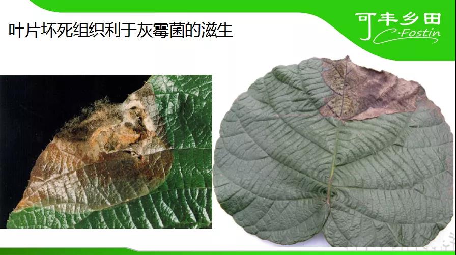 獼猴桃灰霉病的病原菌及侵染途徑