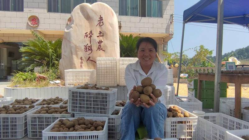 三岔獼猴桃果園